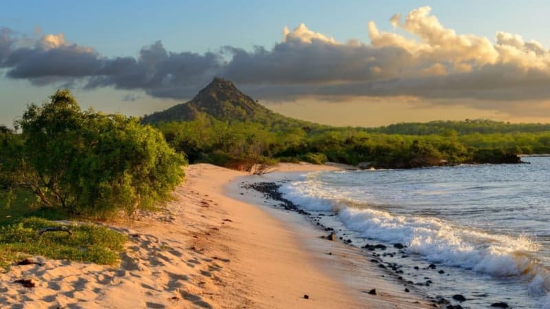 141-Year-Old Tortoise Helps Save Species From Extinction - Image 5