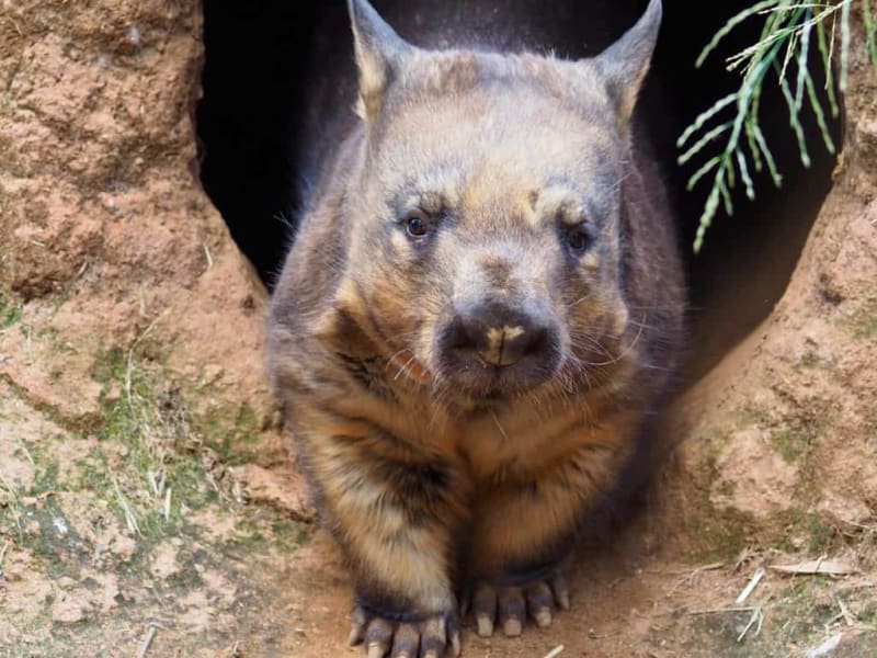 56 Species Survived Australia's Fires Thanks to Wombats - Image 5