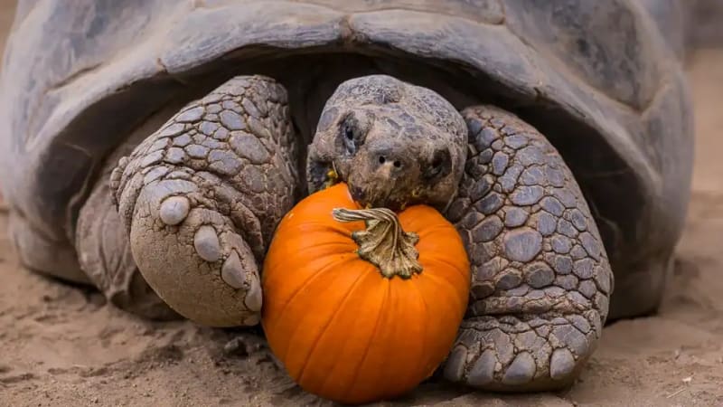 141-Year-Old Tortoise Helps Save Species From Extinction - Image 4