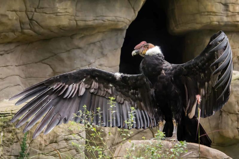 Colombia Hatches 3 Condors After 12-Year Conservation Push - Image 5