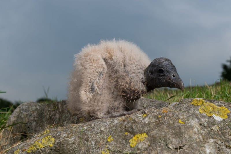 Colombia Hatches 3 Condors After 12-Year Conservation Push - Image 4