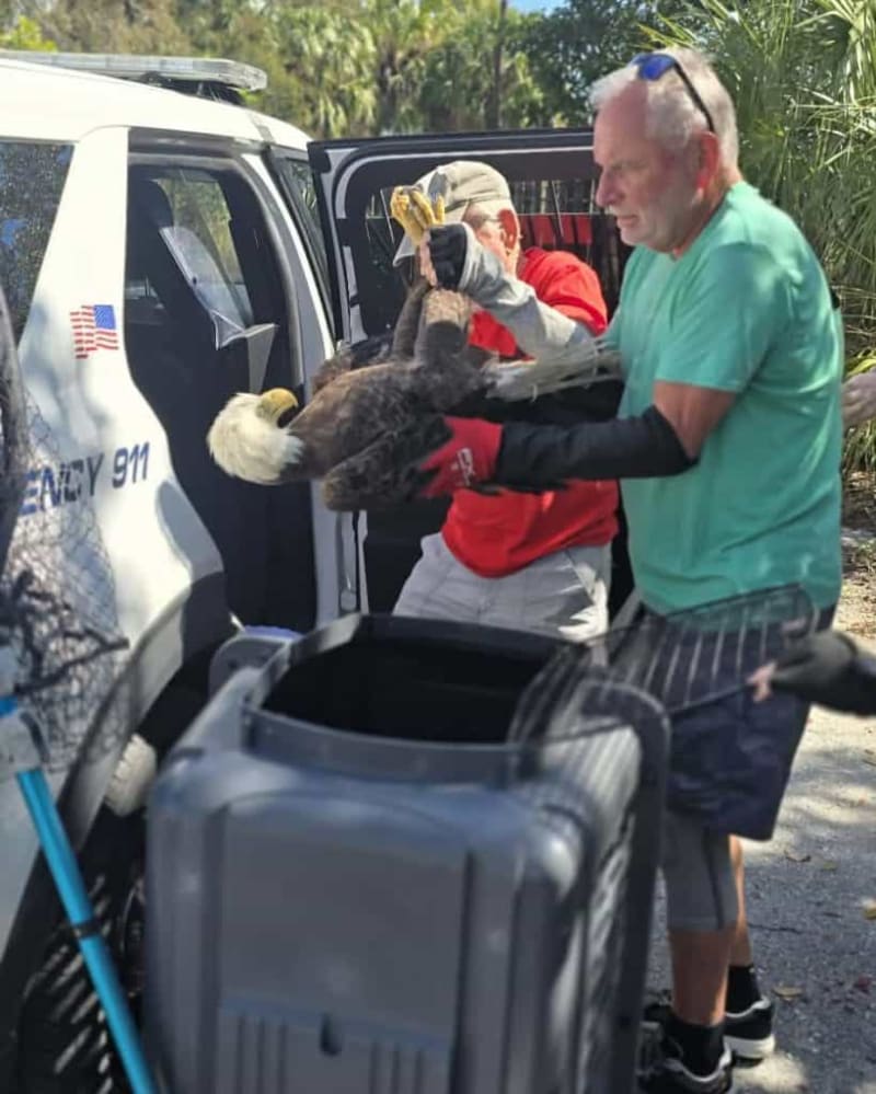 Bald Eagle Named Freedom Rescued on Bradenton Streets - Image 3