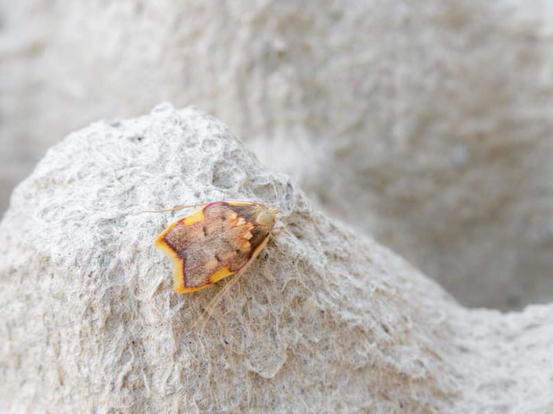 Scientist Names "Prettiest" New Moth Species After Wife - Image 4