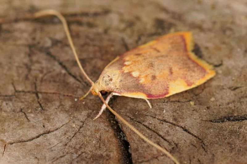 Scientist Names "Prettiest" New Moth Species After Wife
