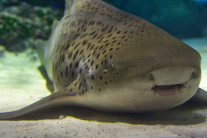 Thailand Releases Endangered Leopard Sharks Back to the Wild