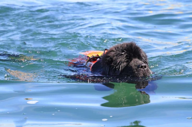 Italian Rescue Dogs Save Swimmers From Helicopters - Image 4