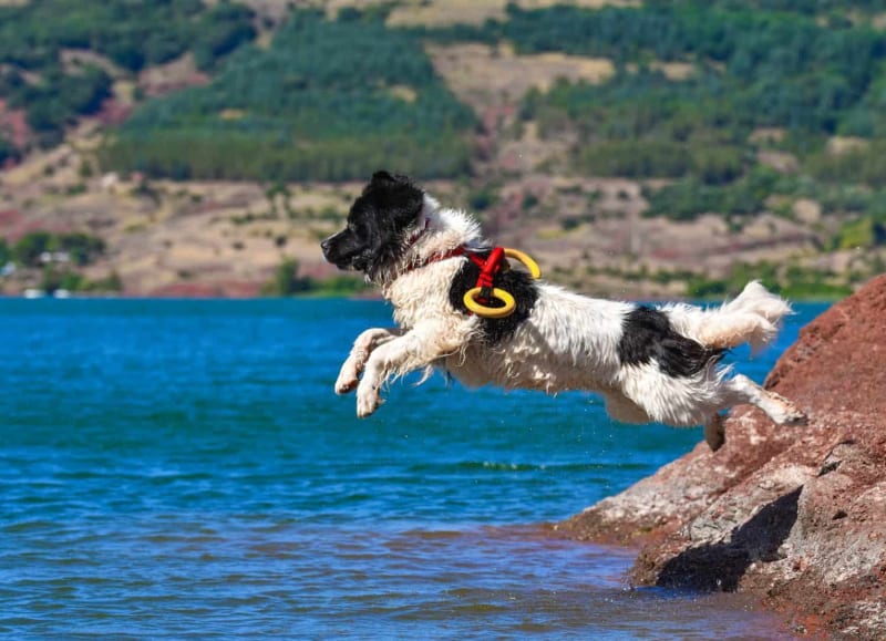Italian Rescue Dogs Save Swimmers From Helicopters