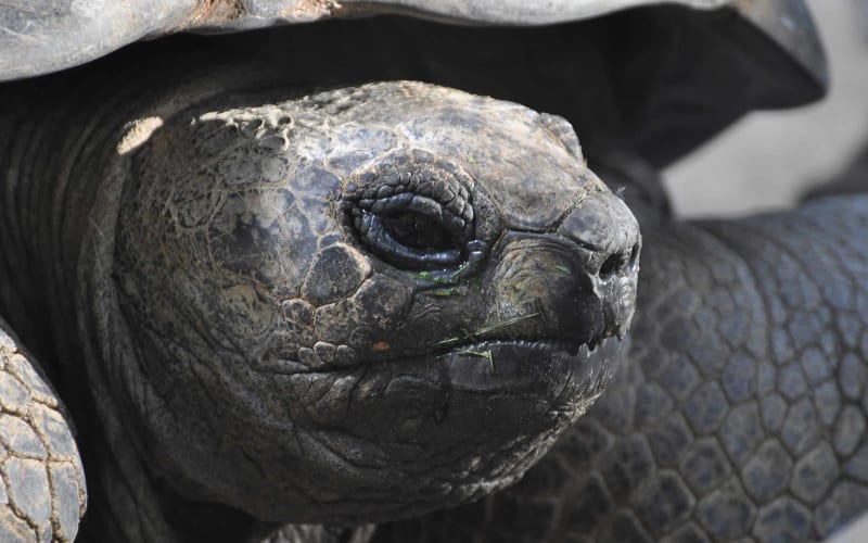 141-Year-Old Tortoise Helps Save Species From Extinction