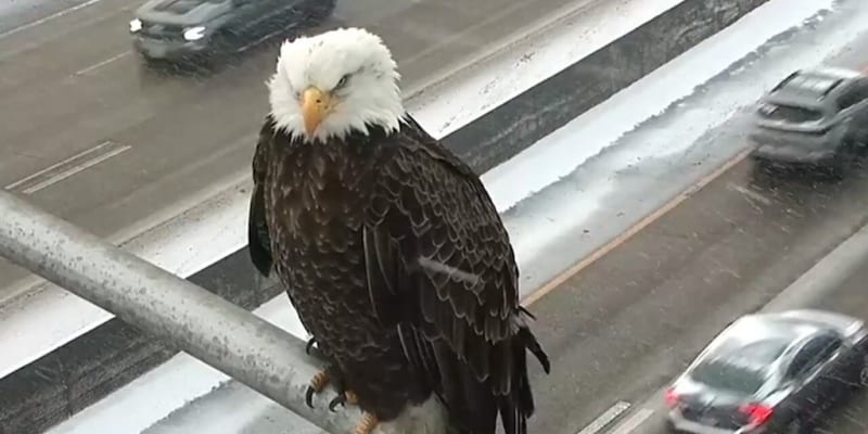 Minnesota Highway Camera Catches Bald Eagle Perched Above