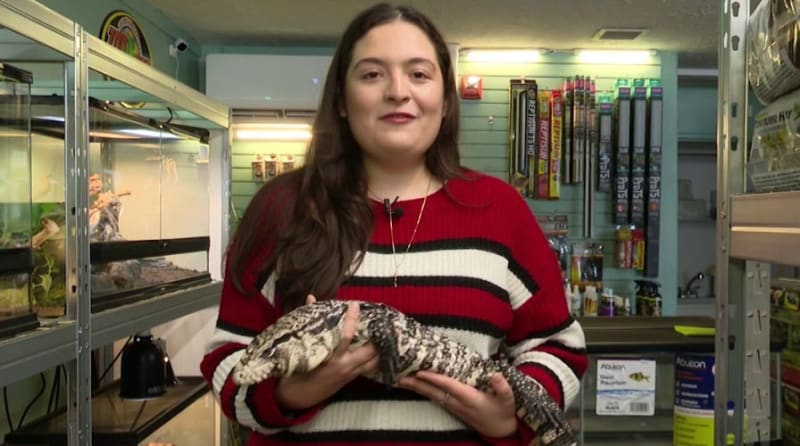 Exotic Lizard Survives 20 Inches of Snow in Rhode Island - Image 2