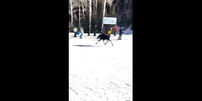 ** Young moose running down snowy ski slope past surprised skiers at Utah resort