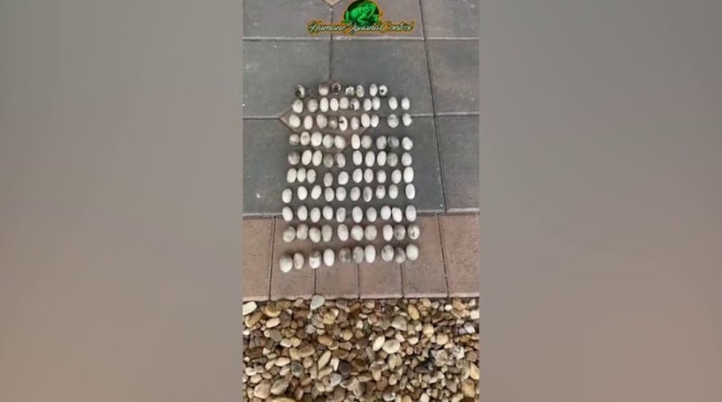 Florida's Cold Snap Helps Remove Invasive Iguanas - Image 2