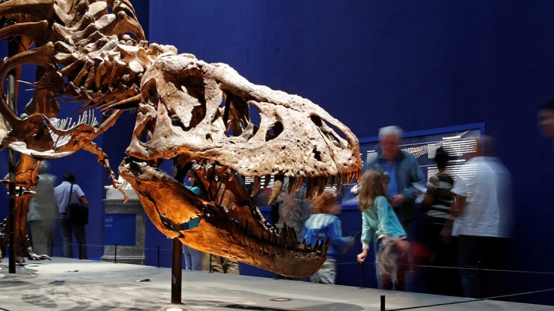 T. Rex Took 40 Years to Grow, New Study Reveals - Image 3