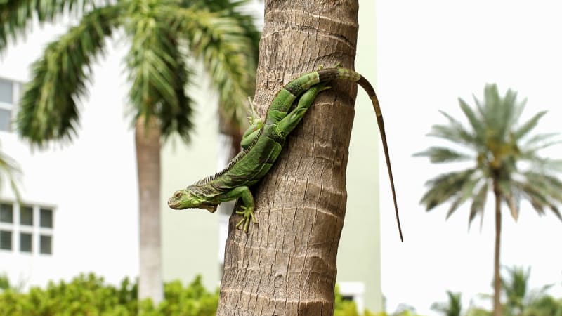 Florida's Cold Snap Helps Remove Invasive Iguanas - Image 5