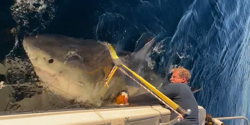 1,700-Pound Great White Returns to Florida After Epic Trek - Image 2