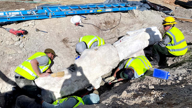 Parking Lot Dig Unearths First Dinosaur Fossils in 100 Years - Image 3