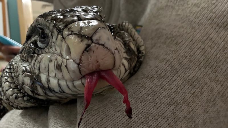 Exotic Lizard Survives 20 Inches of Snow in Rhode Island - Image 4