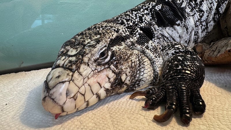 Exotic Lizard Survives 20 Inches of Snow in Rhode Island - Image 3