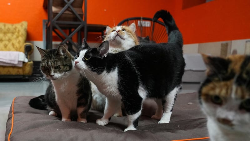 AI Robot Aura Keeps Pets Happy When Home Alone - Image 4