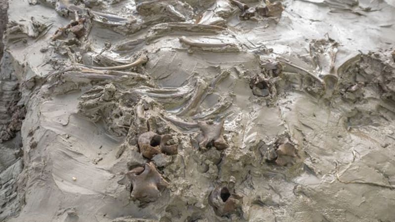 5,000-Year-Old Dog Buried with Dagger Found in Sweden - Image 3
