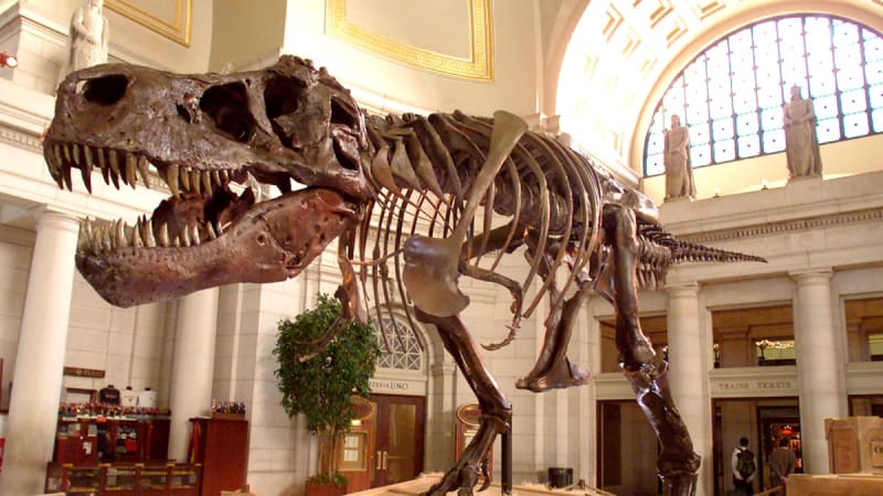 T. Rex Took 40 Years to Grow, New Study Reveals - Image 4