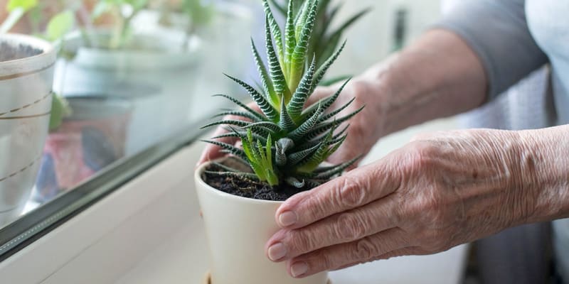 Aloe Vera Compound Shows Promise Against Alzheimer's - Image 2