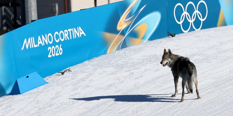 Wolfdog Nazgul Crashes Olympic Ski Race, Steals Hearts - Image 2