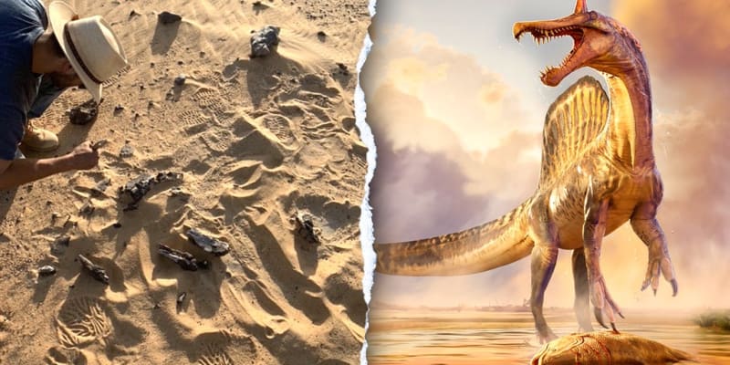 New 'Hell Heron' Dinosaur Found After 70-Year Hunt in Sahara - Image 2