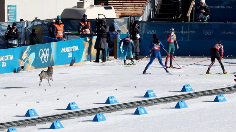 Wolfdog Nazgul Crashes Olympic Ski Race, Steals Hearts - Image 5