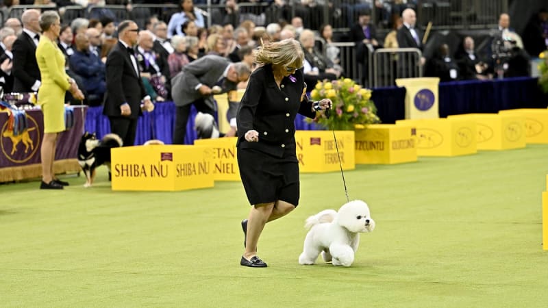 Jamie Little Covers 150th Westminster Dog Show at MSG - Image 5