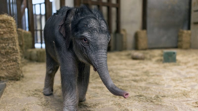 National Zoo Welcomes First Elephant Birth in 25 Years - Image 4