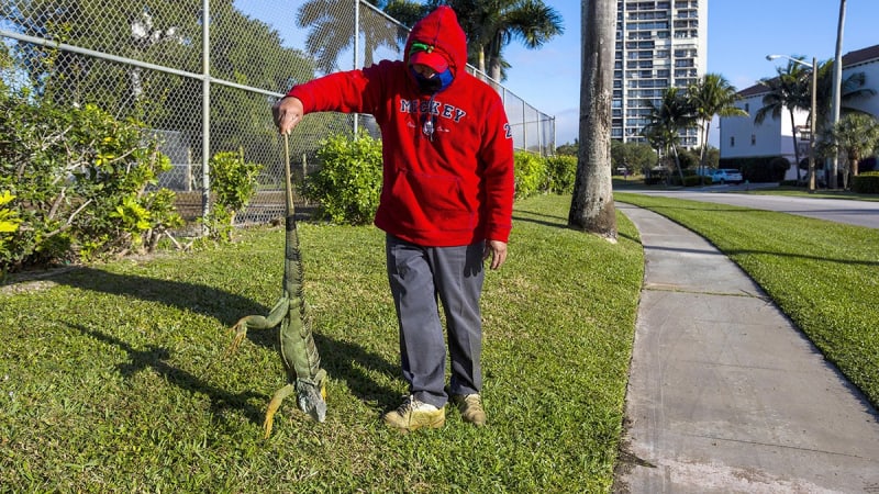 Florida's Cold Snap Helps Remove Invasive Iguanas - Image 4
