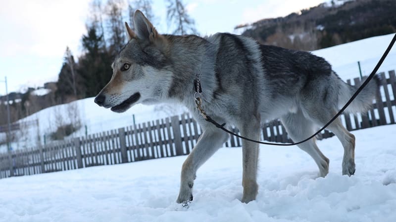 Wolfdog Escapes Home, Crashes Olympic Cross-Country Race - Image 3