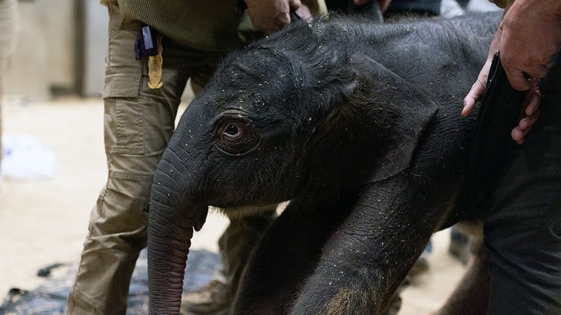 National Zoo Welcomes First Elephant Birth in 25 Years - Image 3