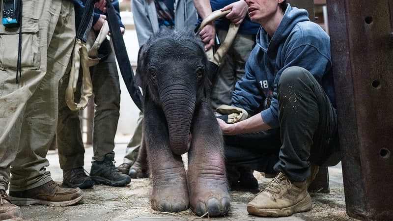 National Zoo Welcomes First Elephant Birth in 25 Years - Image 2