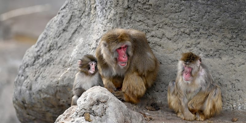 Bullied Baby Monkey Punch Makes First Friend at Japan Zoo - Image 2