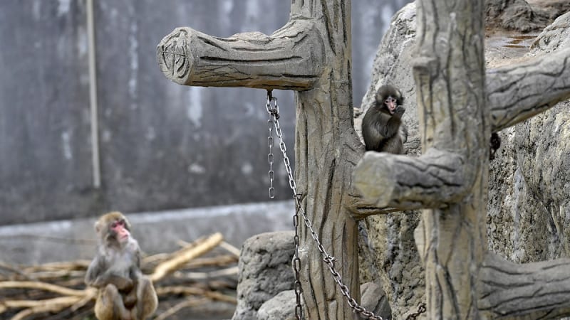 Bullied Baby Monkey Punch Makes First Friend at Japan Zoo - Image 4