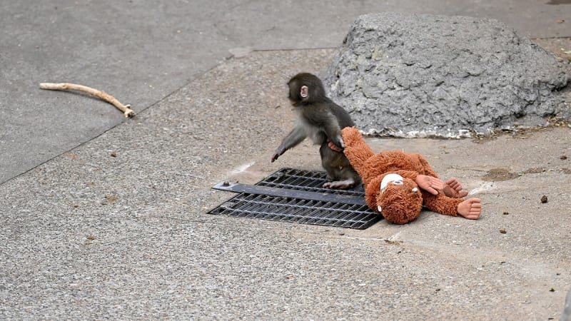 Bullied Baby Monkey Punch Makes First Friend at Japan Zoo - Image 3