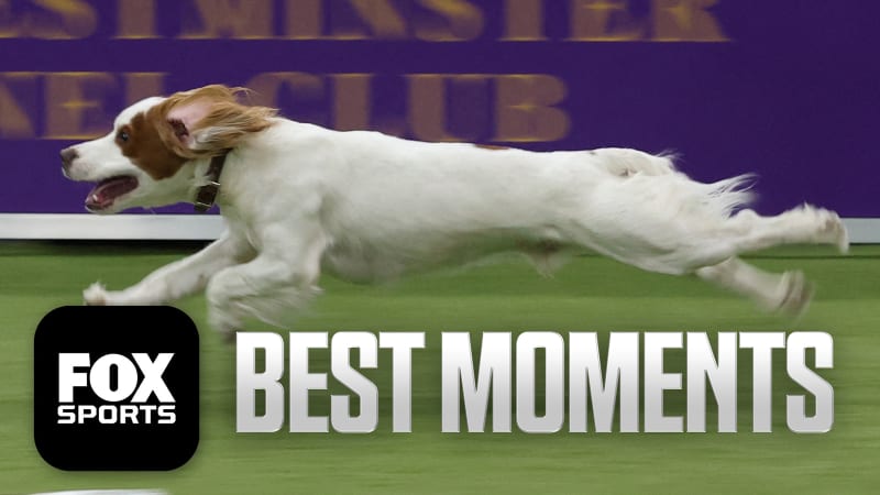 Border Collie Prove-It Wins Westminster Agility Title - Image 2