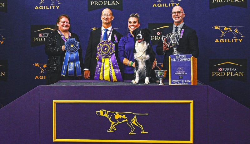 Border Collie Prove-It Wins Westminster Agility Title