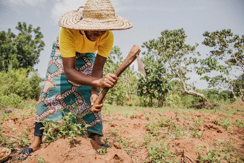 Africa's Digital Farm Revolution Could Feed 2.5 Billion - Image 2