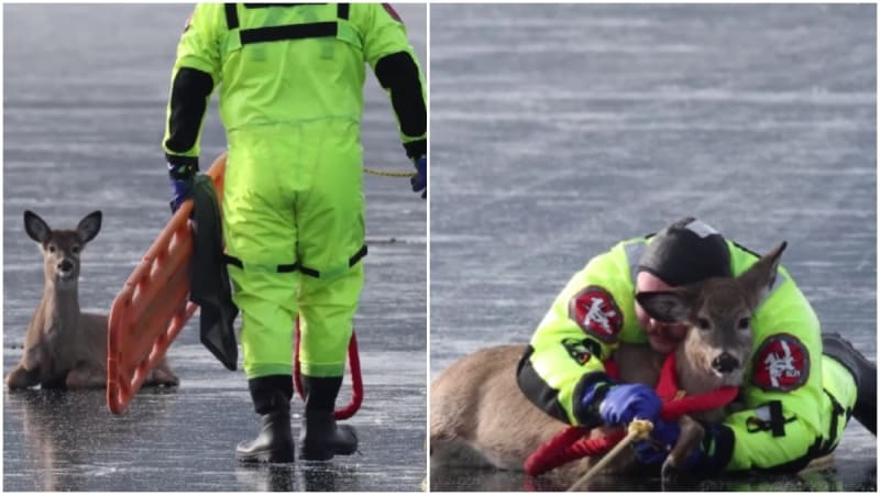 Firefighter lying on frozen lake embracing deer while being pulled to shore