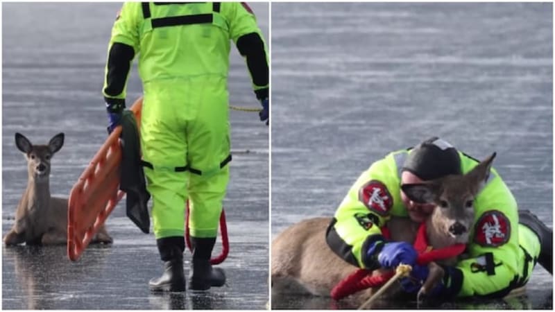 Firefighter Hugs Stranded Deer to Safety on Frozen Lake - Image 2