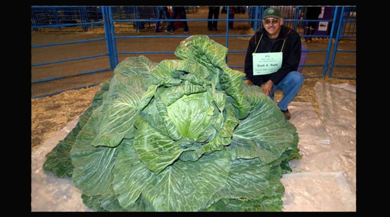 Alaska May Crown 138-Pound Cabbage as State Vegetable
