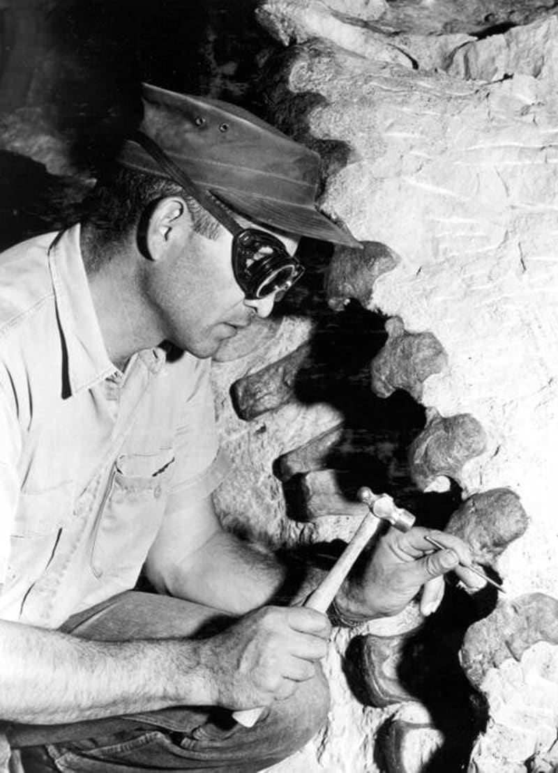 Parking Lot Work Unearths First Dinosaur in Utah Since 1924 - Image 5