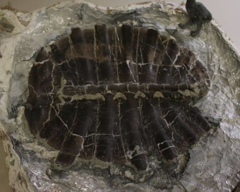 11-Year-Old Finds 48-Million-Year-Old Turtle in Wyoming - Image 4