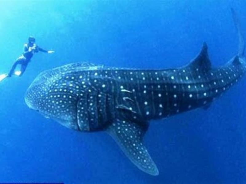 Egypt Arrests Fishermen Who Captured Endangered Whale Shark