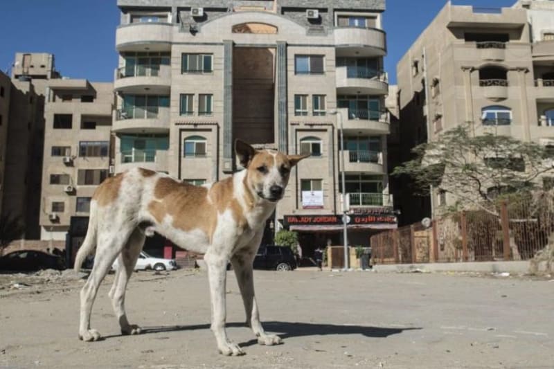 Egypt Builds Animal Shelters Across 27 Regions