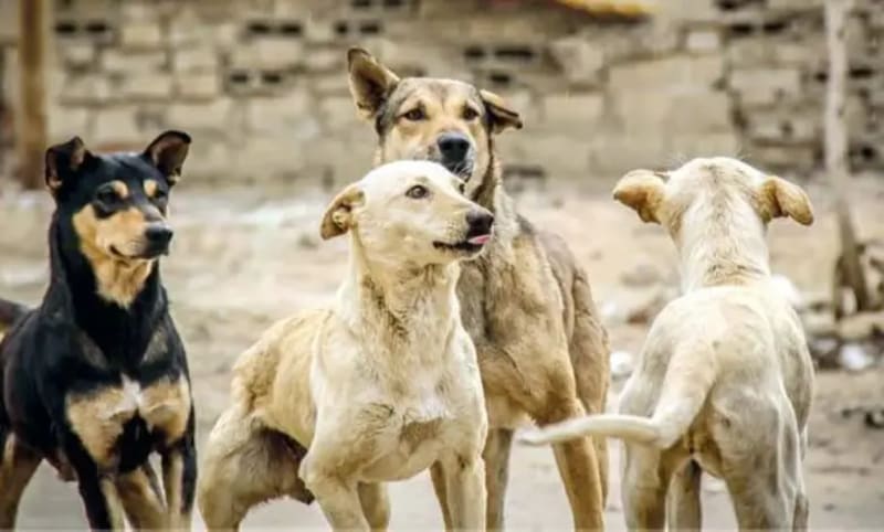 Giza Vaccinates 5,000 Stray Dogs in Humane New Program - Image 2