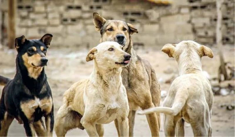Giza Vaccinates 5,000 Stray Dogs in Humane New Program